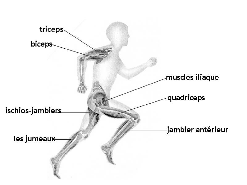 les muscles utiles en course à pied