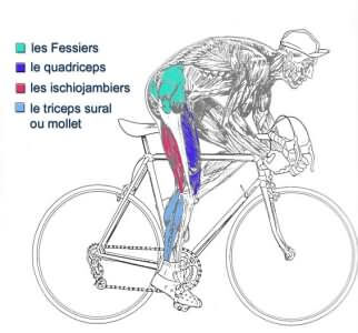 les muscles utiles en vélo