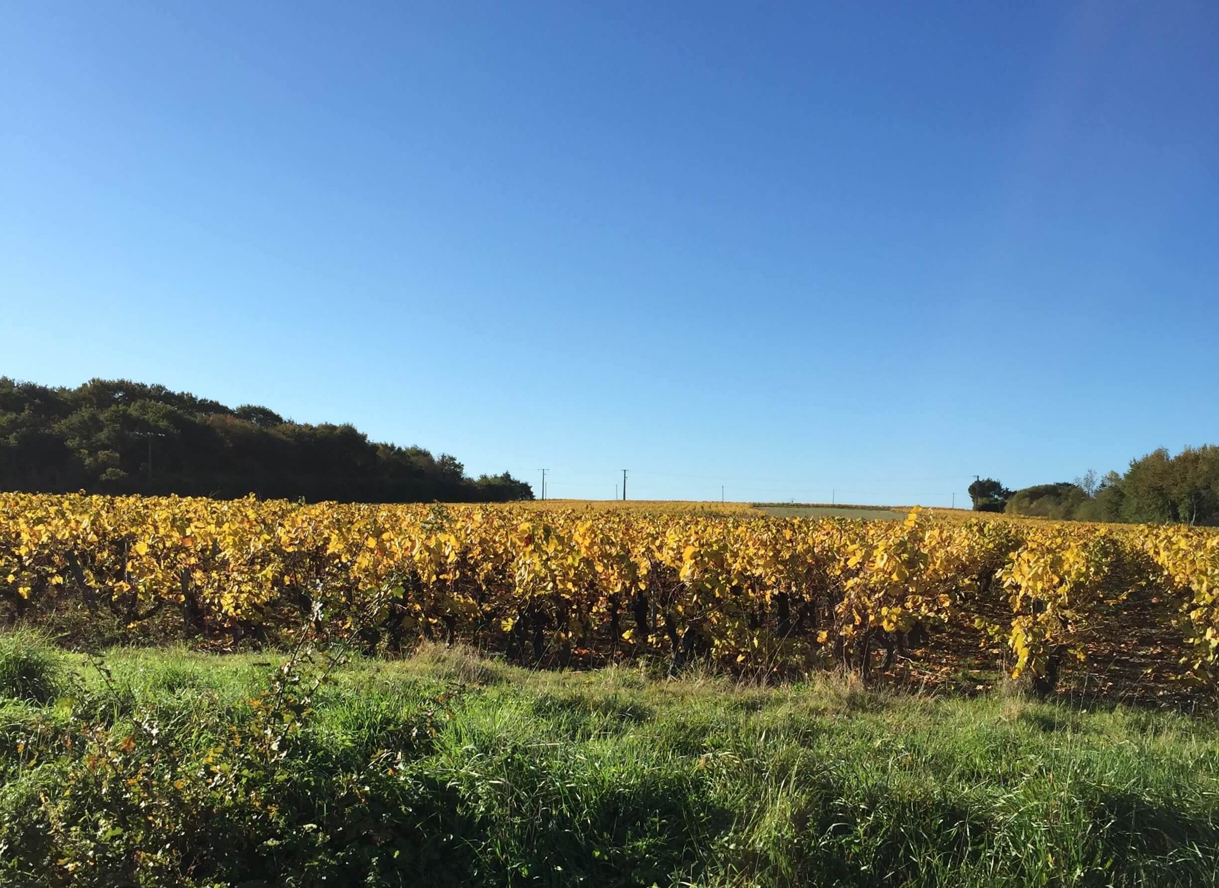 Vignoble Nantais pendant l'automne