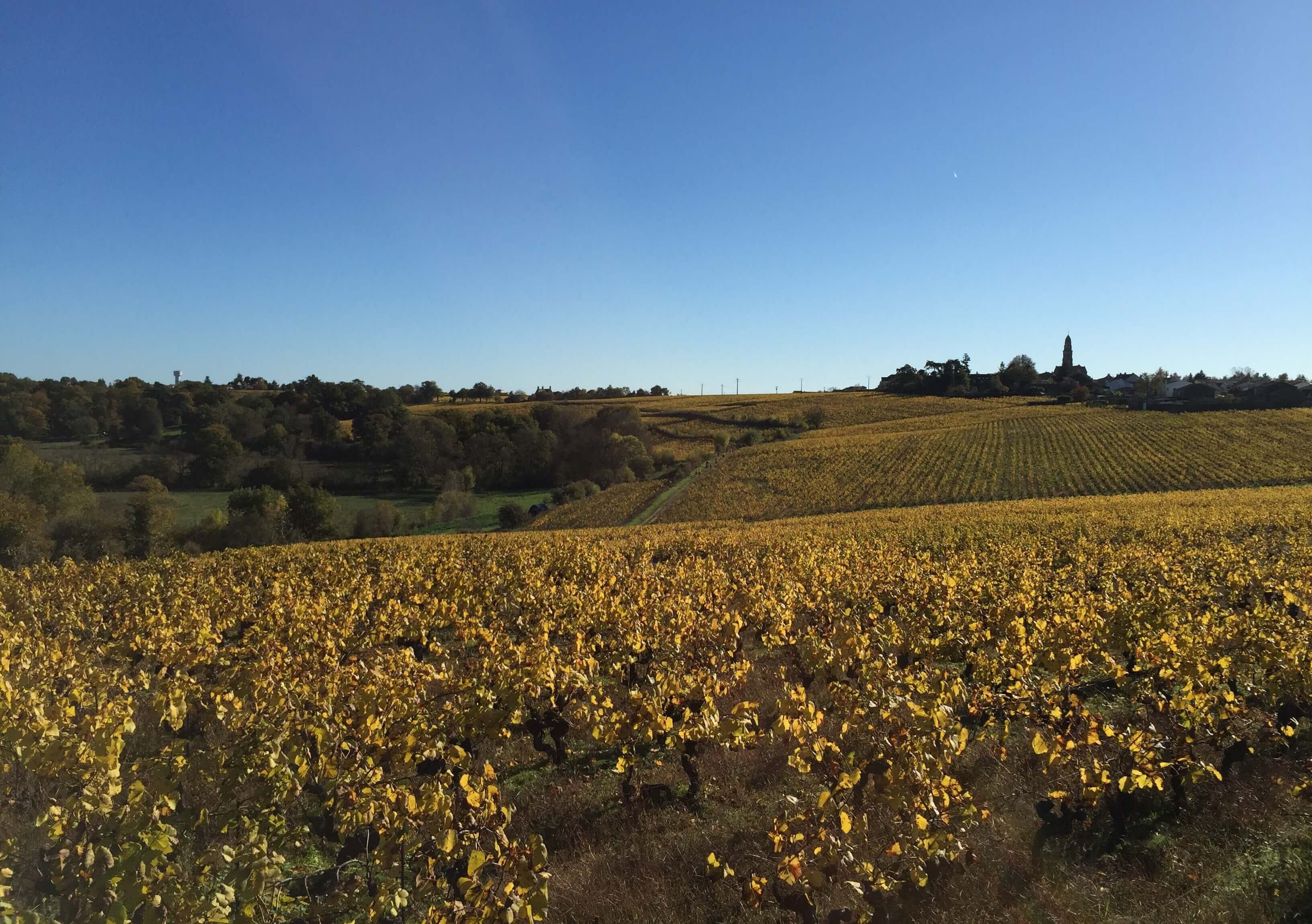 Vue sur le vignoble Nantais en Automne