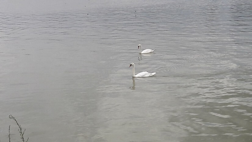 cygnes dans le rhin