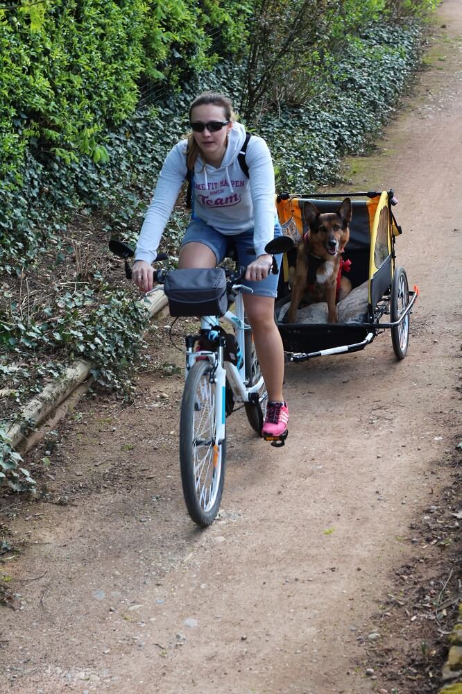 transport chien dans son vélo