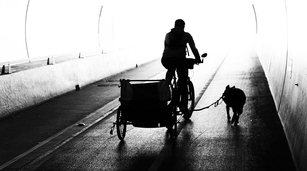 un chien et un vélo