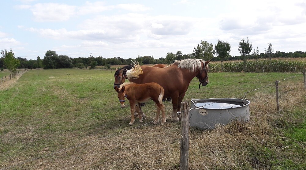 chevaux sur la velo francette