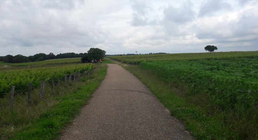 vignes loire à vélo