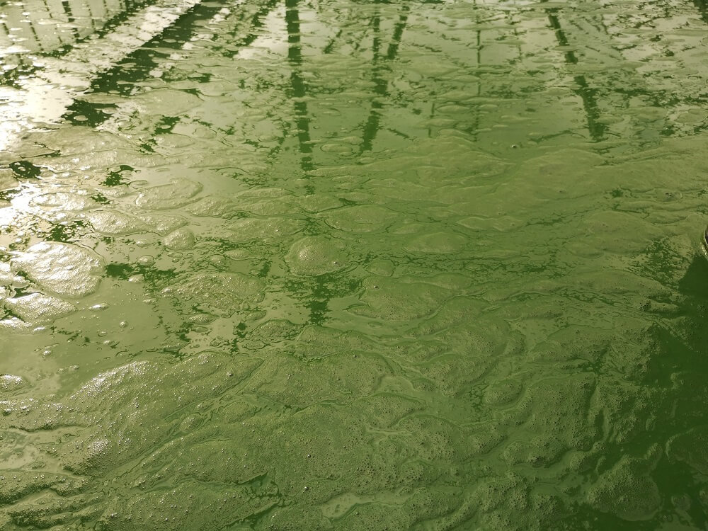 production spiruline